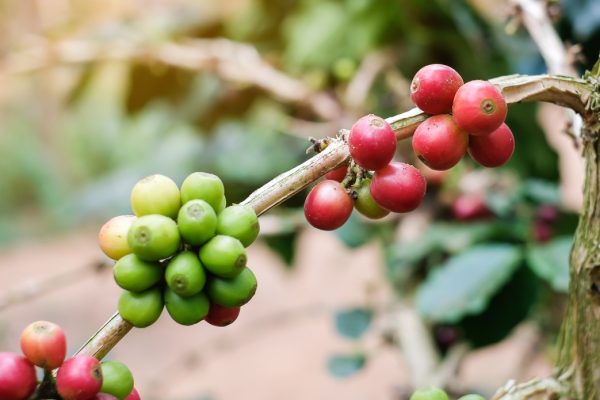 Coffee and Sustainability