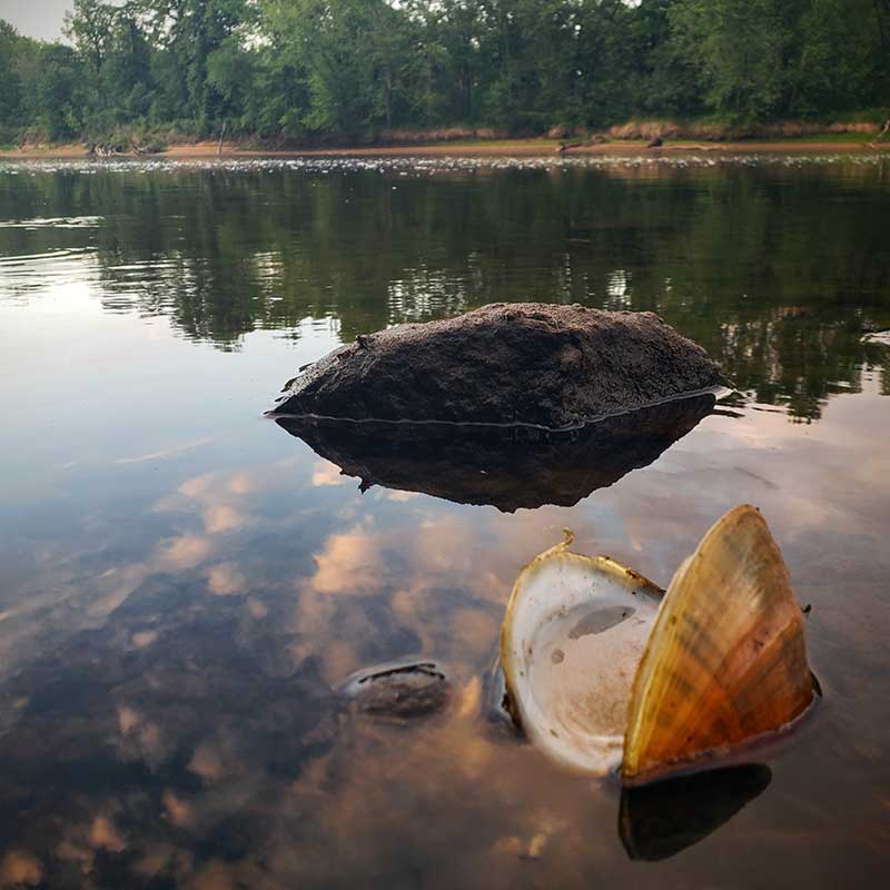 St Croix River clam photo credit Greg Seitz