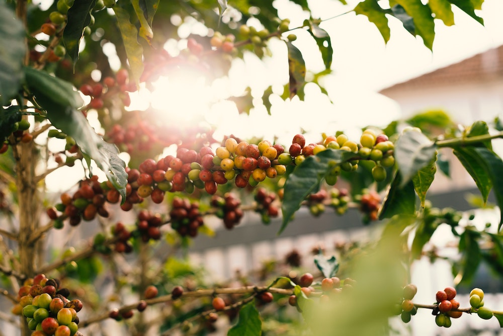 The History, Cultural, and Spiritual Significance of the Coffee Plant